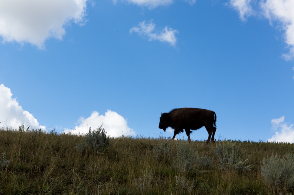The beautiful buffalo at Theodore Roosevelt National Park www.usathroughoureyes.com